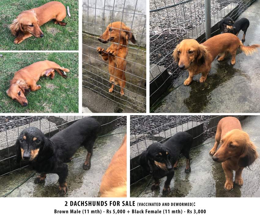 2 dogs for sale on Aster Vender