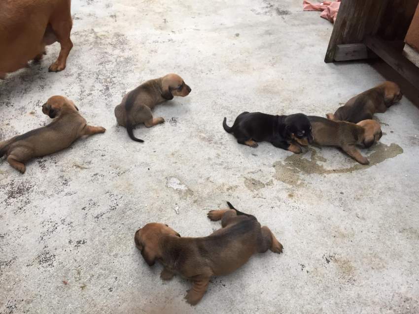 Purebreed Teckel - 1 - Dogs  on Aster Vender