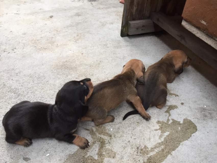 Purebreed Teckel - 0 - Dogs  on Aster Vender