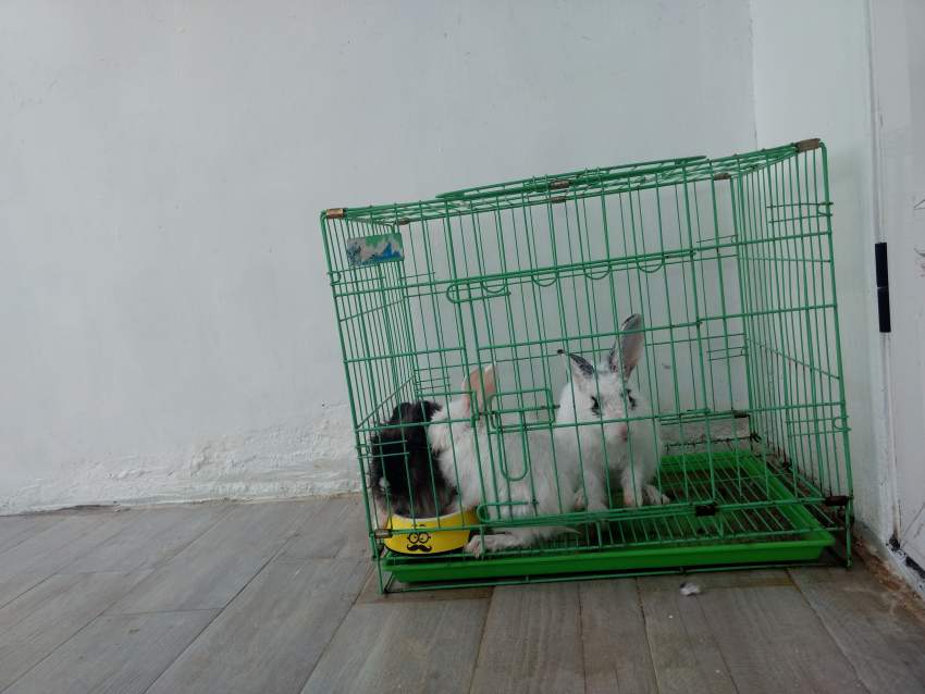 2lionhead 1 angora avec cage on Aster Vender