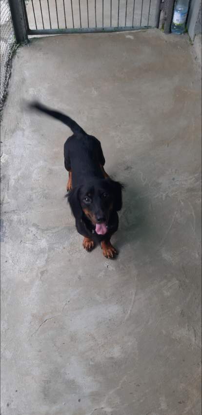 Breeding pair of  purebreed Dashund - 1 - Dogs  on Aster Vender