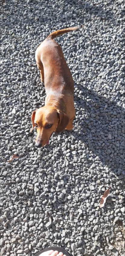 Breeding pair of purebreed Dashund on Aster Vender