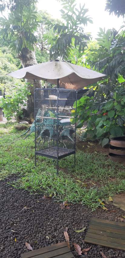 Cato vert femelle + cage neuf - 1 - Birds  on Aster Vender