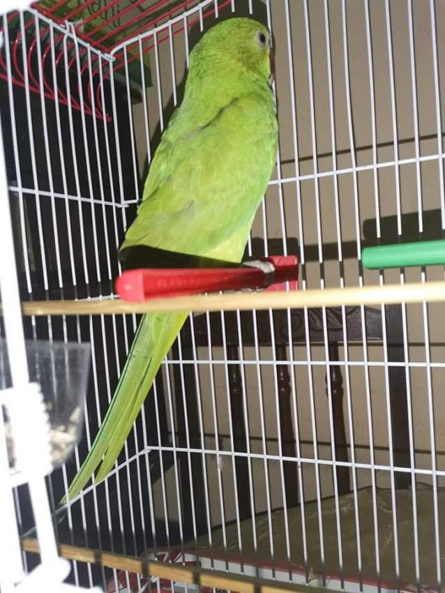 Cato vert - 0 - Birds  on Aster Vender