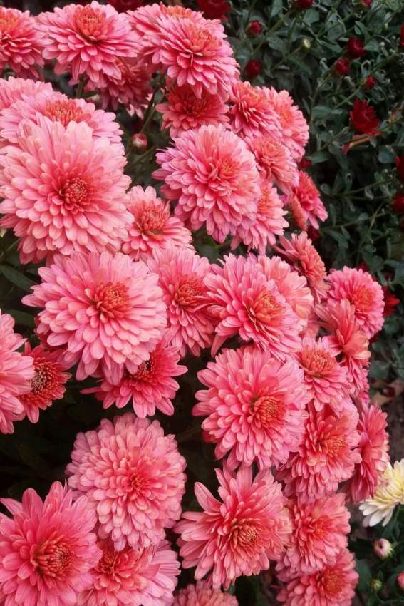 Florist - 0 - Florist  on Aster Vender