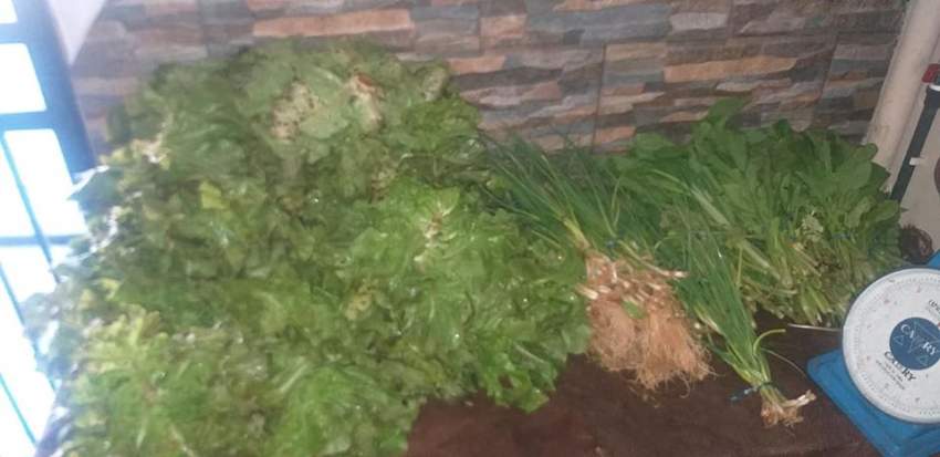 Légumes frais à vendre à Pailles - 3 - Fruits and Vegetables  on Aster Vender