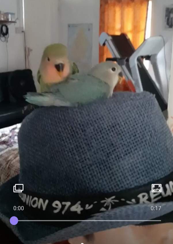 lovebird - 0 - Birds  on Aster Vender