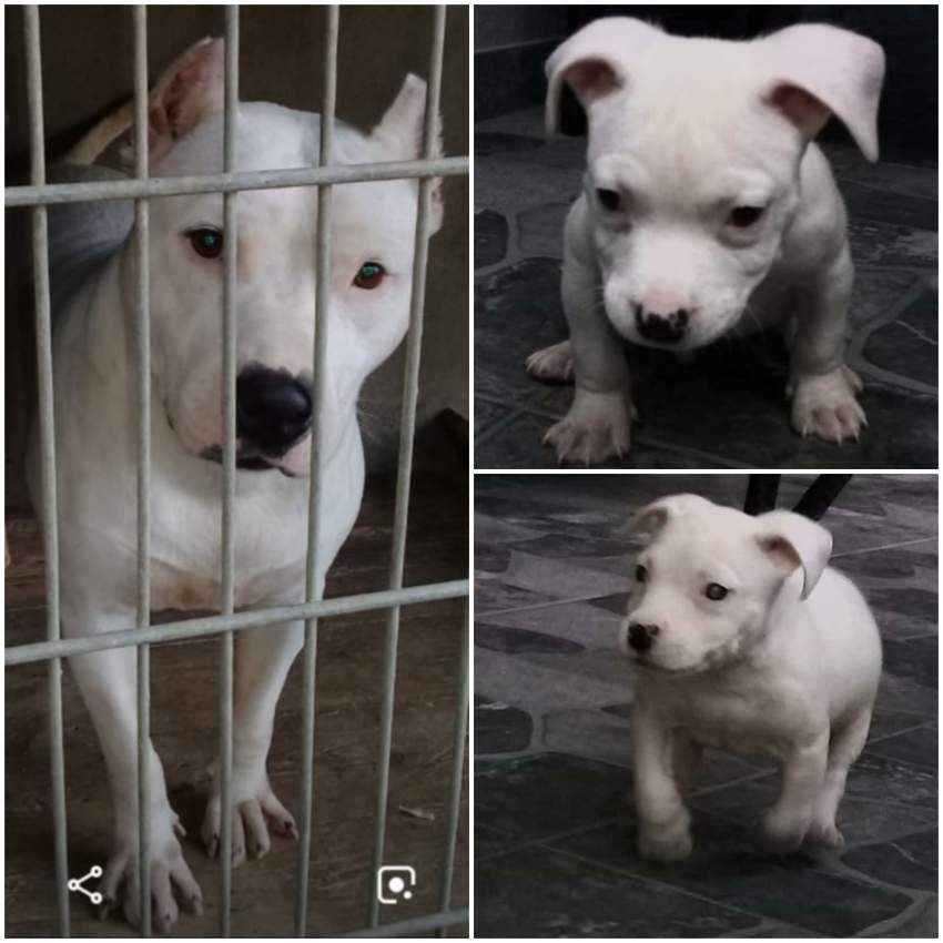 Amstaff dogs on Aster Vender