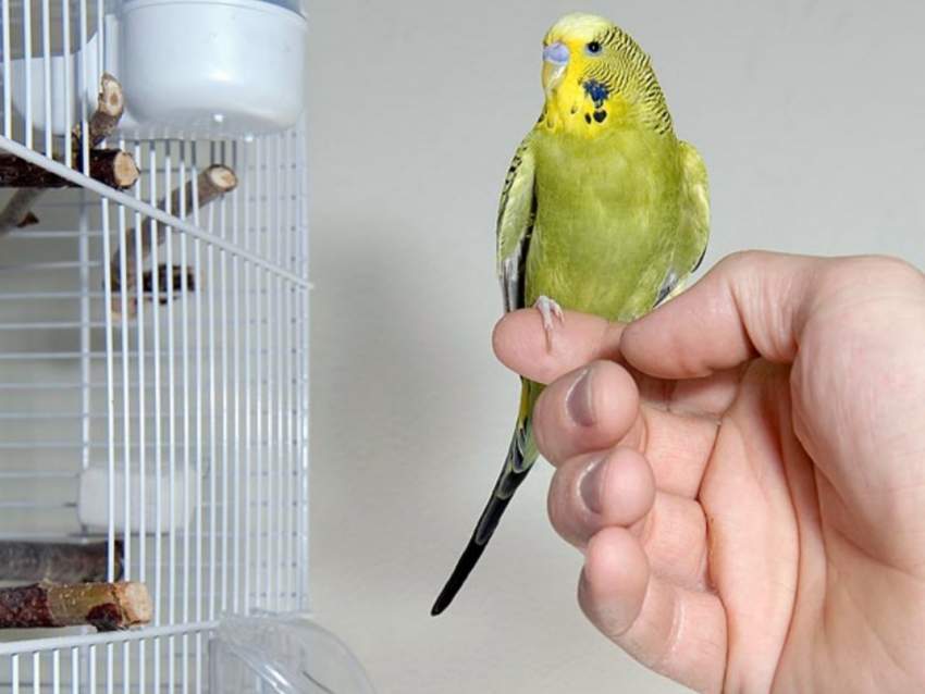 Perish birds - 0 - Birds  on Aster Vender