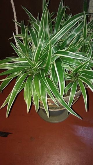 A Vendre Plante Decorative - 1 - Plants and Trees  on Aster Vender