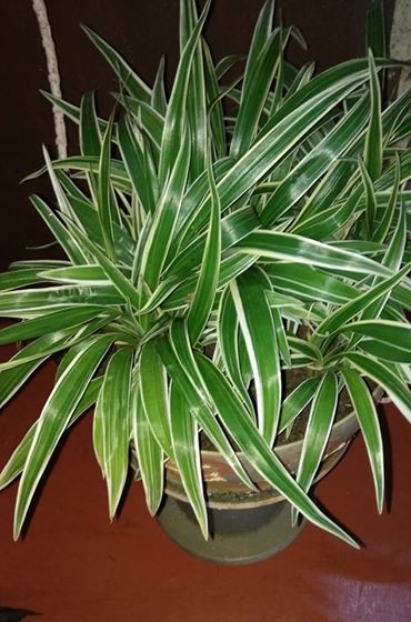 A Vendre Plante Decorative on Aster Vender