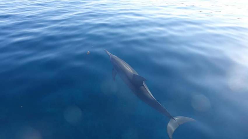 Dolphin watching mauritius - Dolphin Watching on Aster Vender