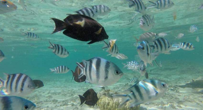 Dolphin watching mauritius - 6 - Dolphin Watching  on Aster Vender