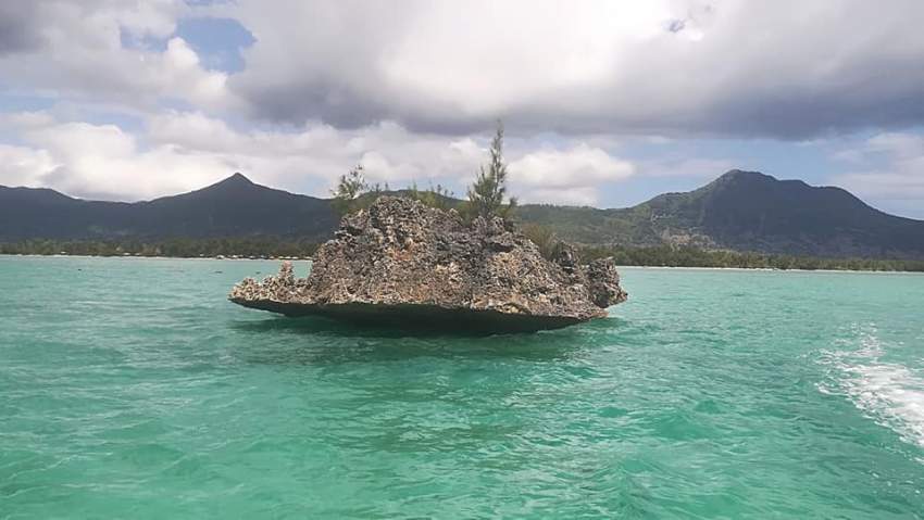 Dolphin watching mauritius - 3 - Dolphin Watching  on Aster Vender