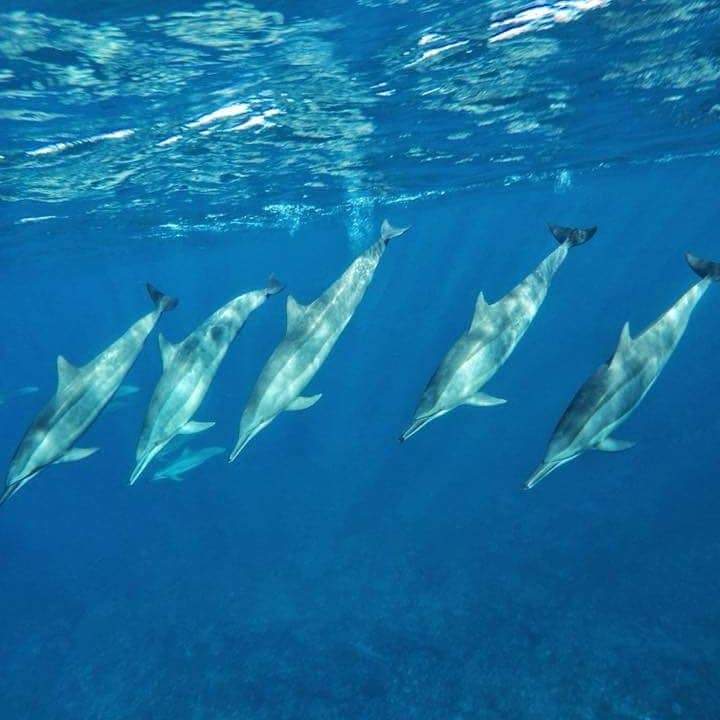 Dolphin watching mauritius - 1 - Dolphin Watching  on Aster Vender