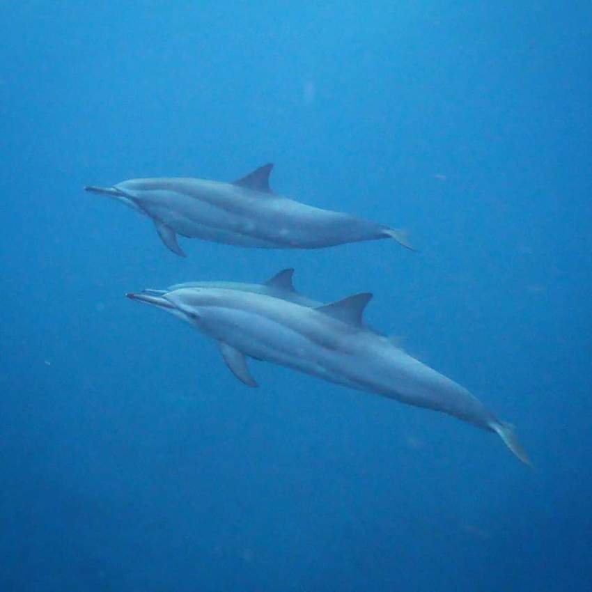 Dolphin watching mauritius  on Aster Vender