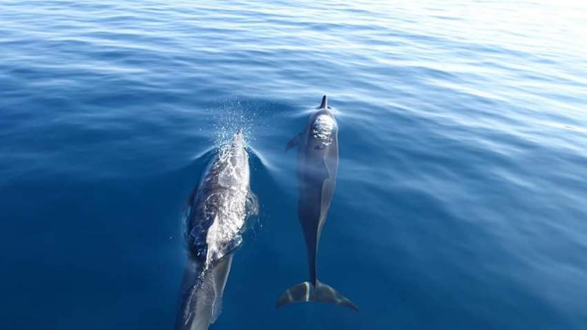 Dolphin watching mauritius  on Aster Vender