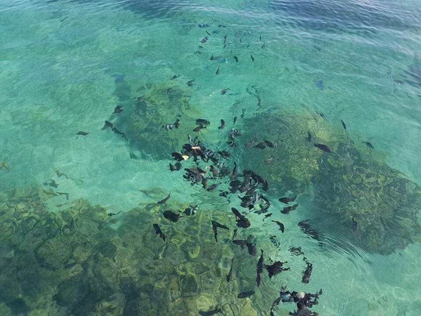Dolphin watching mauritius - 7 - Dolphin Watching  on Aster Vender