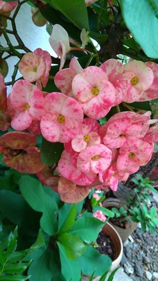 A Vendre Plante Decorative on Aster Vender