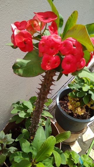 A Vendre Plante Decorative on Aster Vender