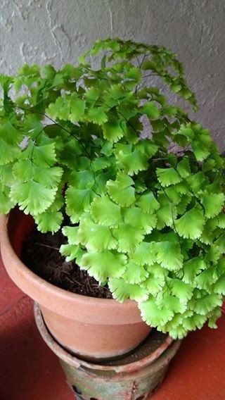 A Vendre Plante Decorative on Aster Vender