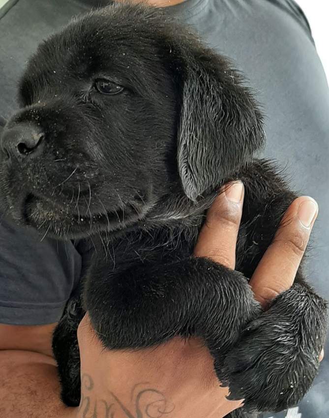 Cane Corso Pure Breed - 1 - Dogs  on Aster Vender