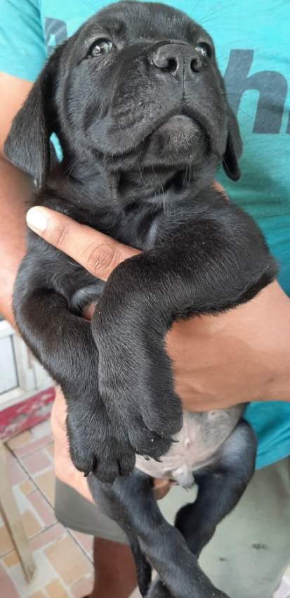 Cane Corso Pure Breed - 3 - Dogs  on Aster Vender