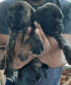 Cane Corso Pure Breed - 0 - Dogs  on Aster Vender