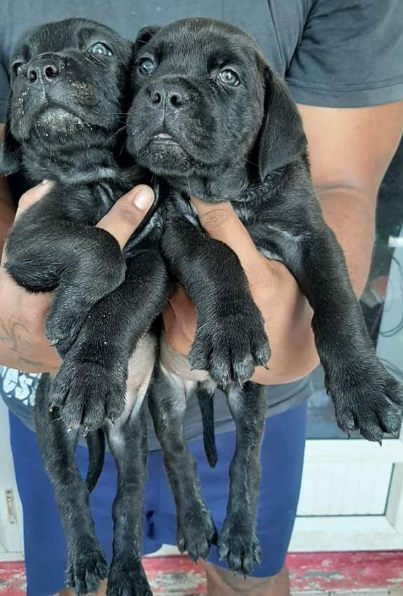 Cane Corso Pure Breed - 2 - Dogs  on Aster Vender