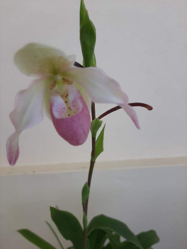 Sabot de venus ( Orchidée) - 1 - Plants and Trees  on Aster Vender