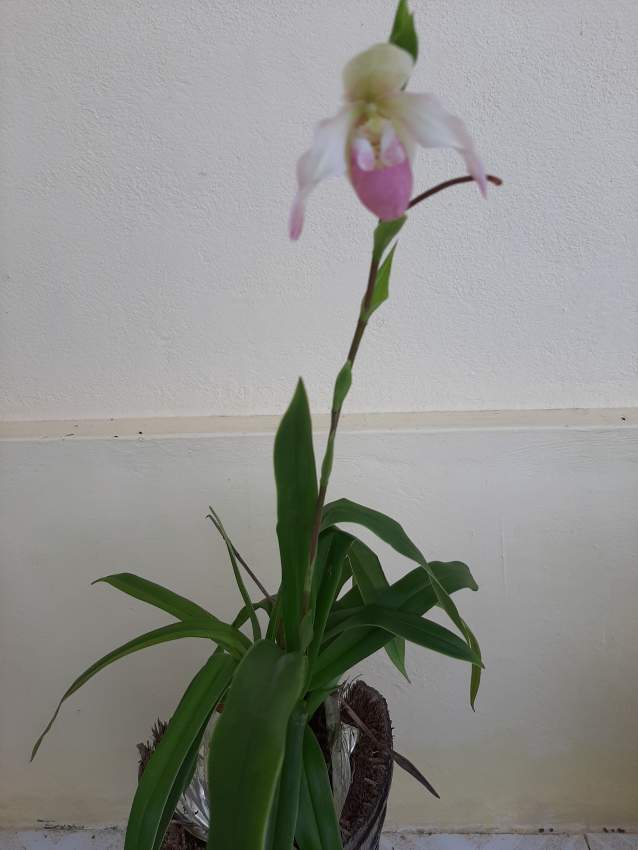 Sabot de venus ( Orchidée) on Aster Vender