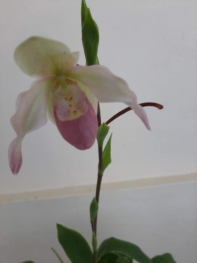 Sabot de venus ( Orchidée) - 2 - Plants and Trees  on Aster Vender