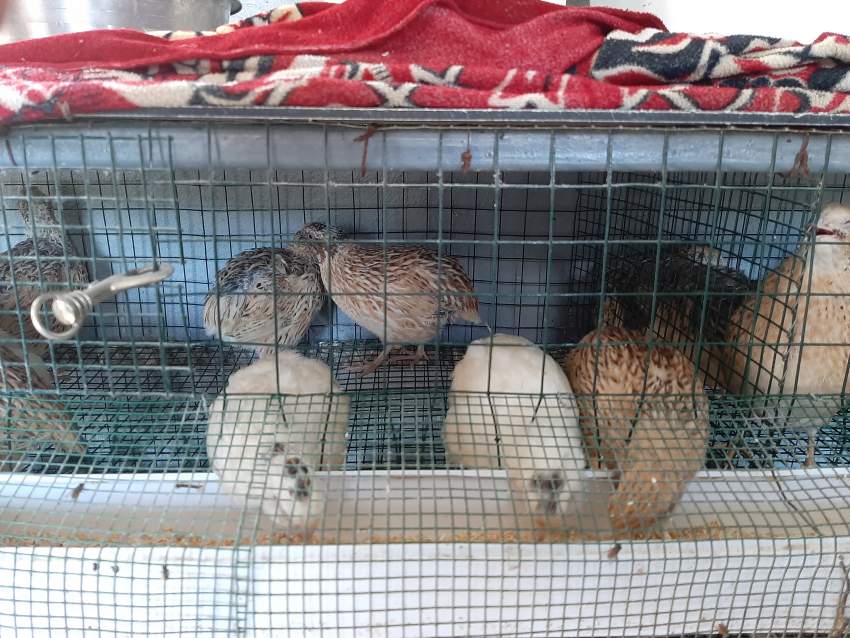 quails - 0 - Birds  on Aster Vender