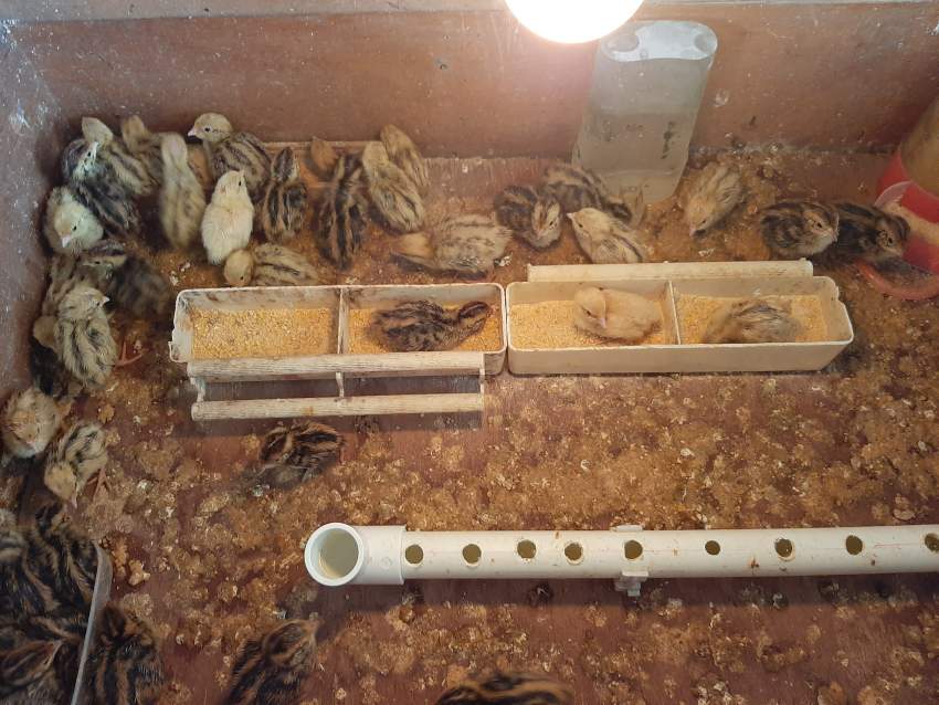 baby quail - 0 - Birds  on Aster Vender