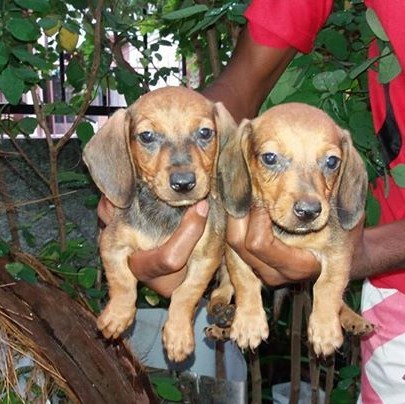 Teckel male et femel 6semaim deja vaccine et purge - 0 - Dogs  on Aster Vender