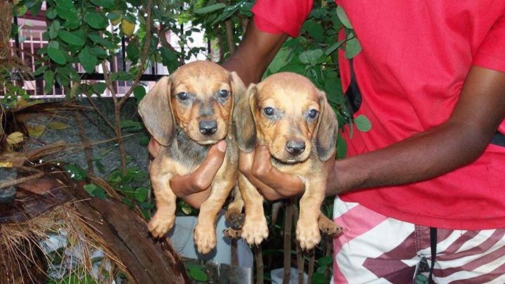 Teckel male et femel 6semaim deja vaccine et purge - 1 - Dogs  on Aster Vender