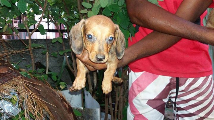 Teckel male et femel 6semaim deja vaccine et purge - 2 - Dogs  on Aster Vender