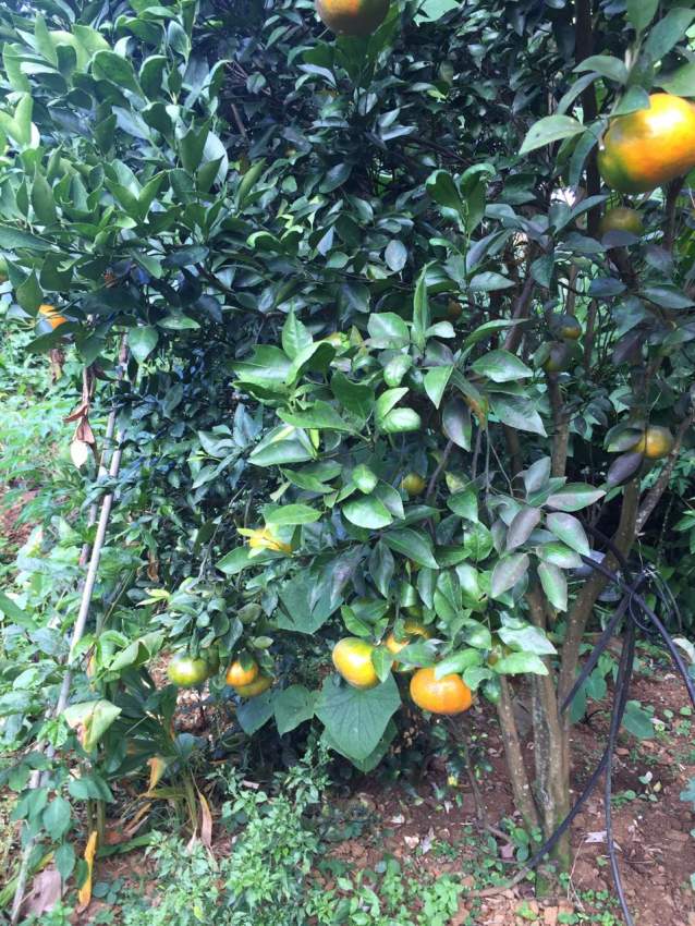 Mandarin trees - 1 - Plants and Trees  on Aster Vender