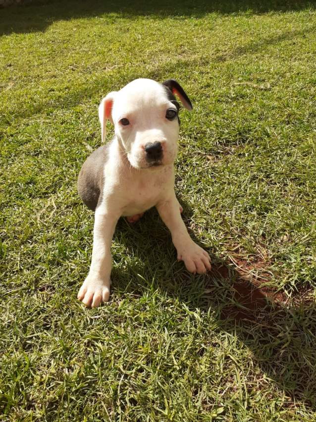 American staff - 3 - Dogs  on Aster Vender