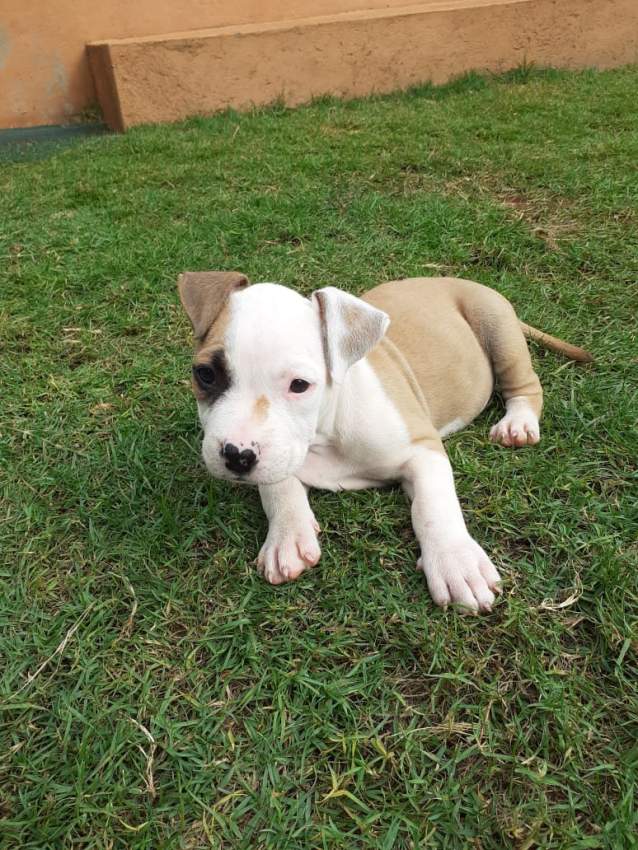 American staff - 1 - Dogs  on Aster Vender