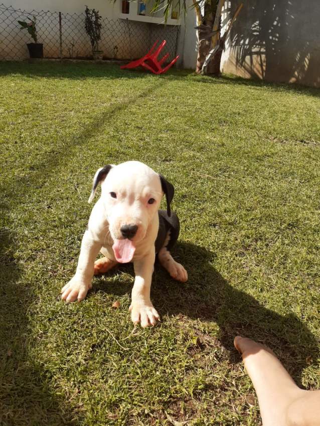 American staff - 0 - Dogs  on Aster Vender