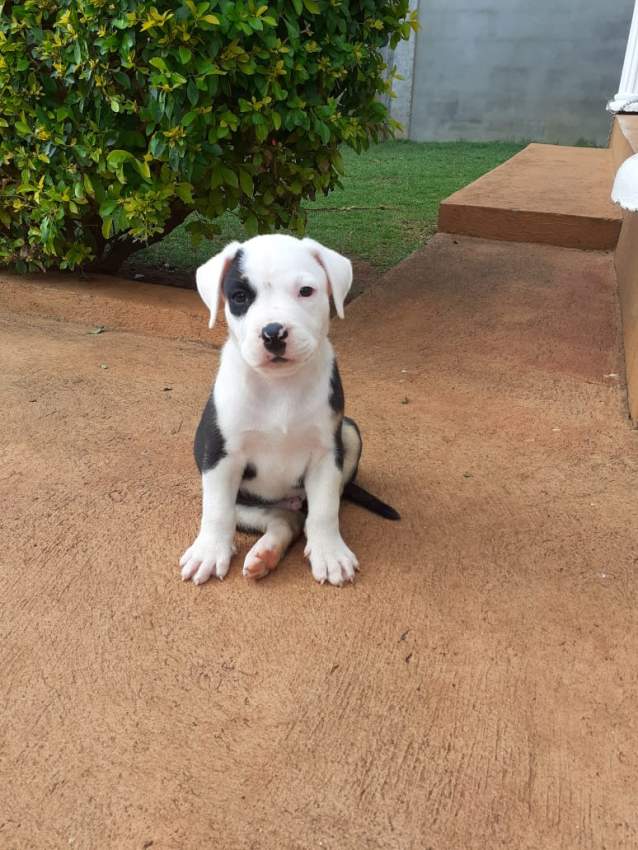 American staff - 2 - Dogs  on Aster Vender