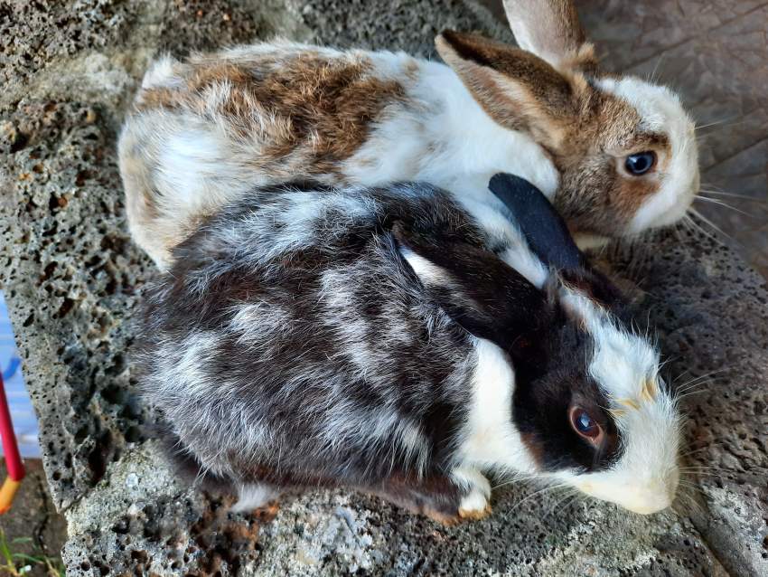 Rabbit for sale - 1 - Rabbit  on Aster Vender