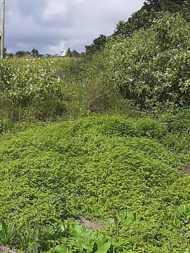 Residential Land for sale - 0 - Land  on Aster Vender