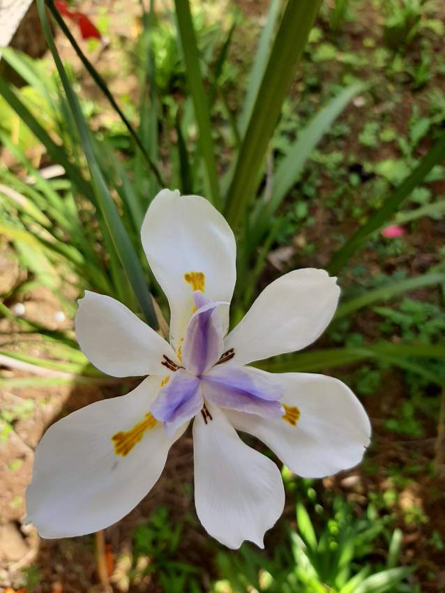 Iris blanc & goulaiti  - 3 - Plants and Trees  on Aster Vender