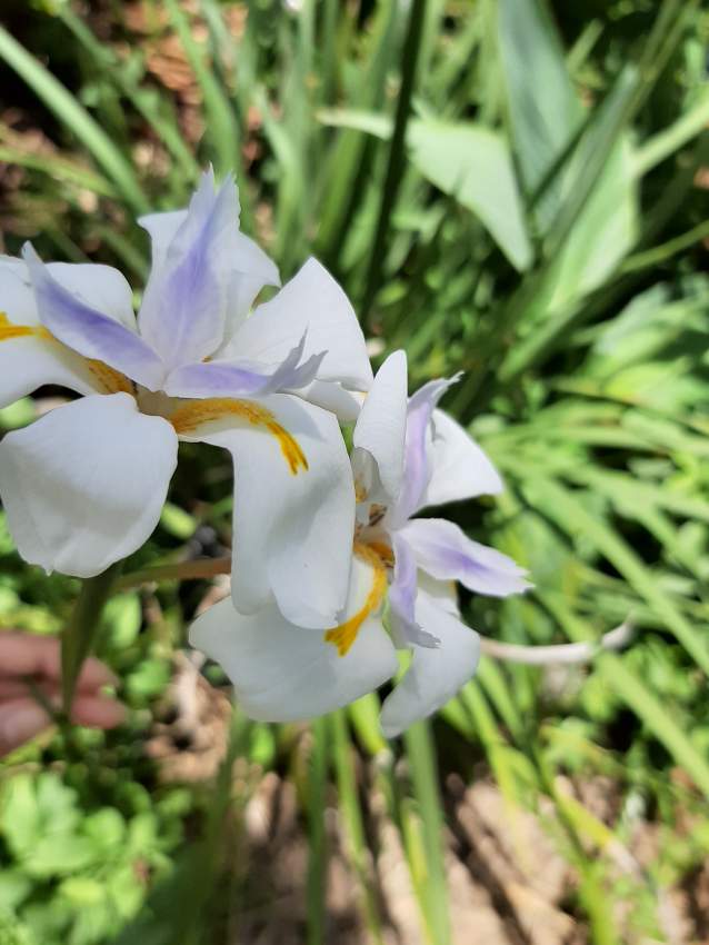 Iris blanc & goulaiti  - 6 - Plants and Trees  on Aster Vender