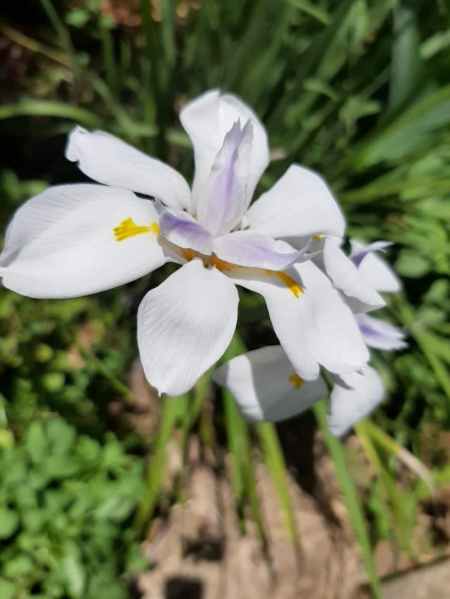 Iris blanc & goulaiti  - 5 - Plants and Trees  on Aster Vender