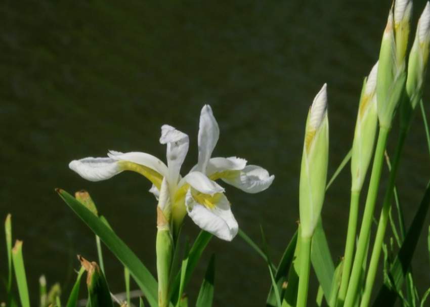 Iris blanc & goulaiti  - 2 - Plants and Trees  on Aster Vender
