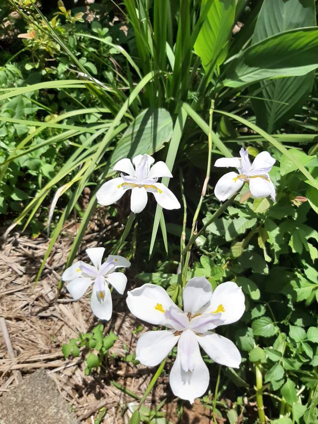 Iris blanc & goulaiti  - 7 - Plants and Trees  on Aster Vender