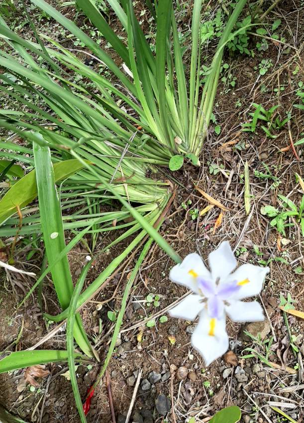 Iris blanc & goulaiti  - 1 - Plants and Trees  on Aster Vender